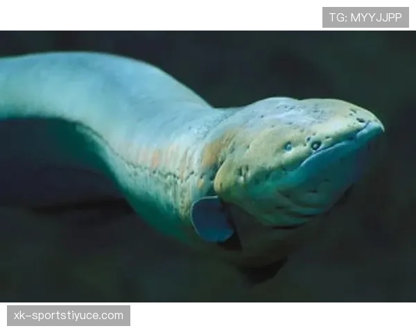 禁区线到底算不算禁区内？规则如何界定判罚